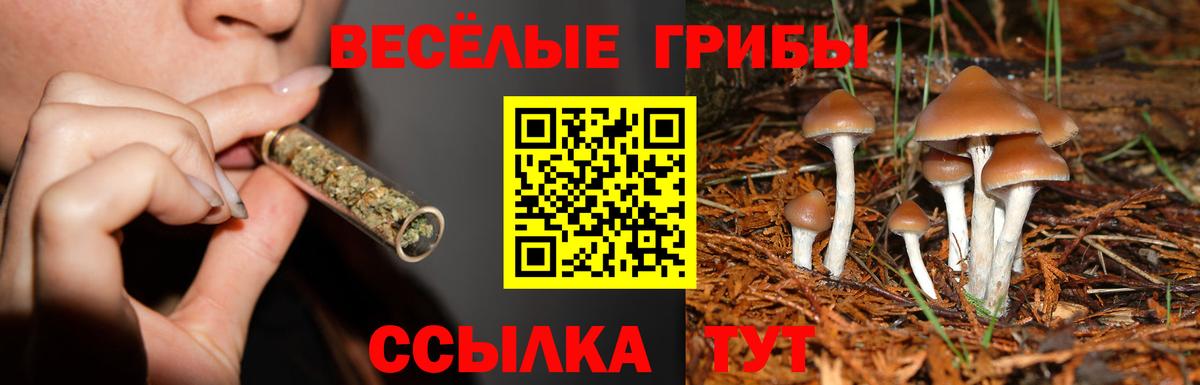 Псилоцибиновые грибы Psilocybe  купить наркотик  Асбест  Вход с VPN 